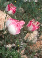 Ranunculus asiaticus