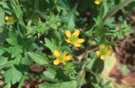 Ranunculus muricatus