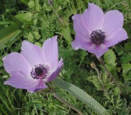 Anemone coronaria