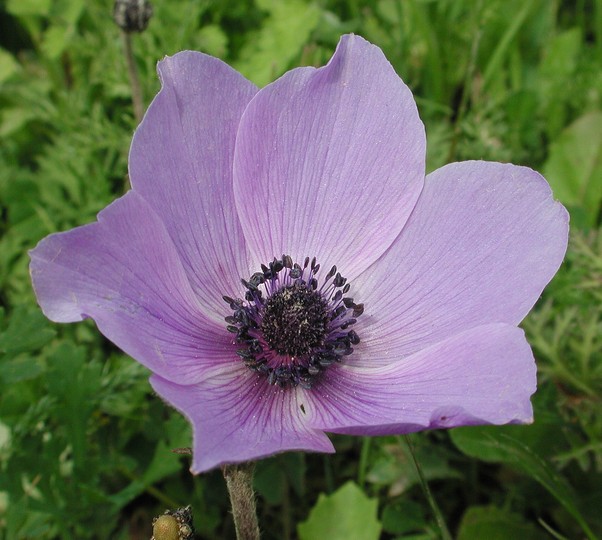 Anemone coronaria