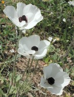 Ranunculus asiaticus