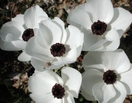 Ranunculus asiaticus