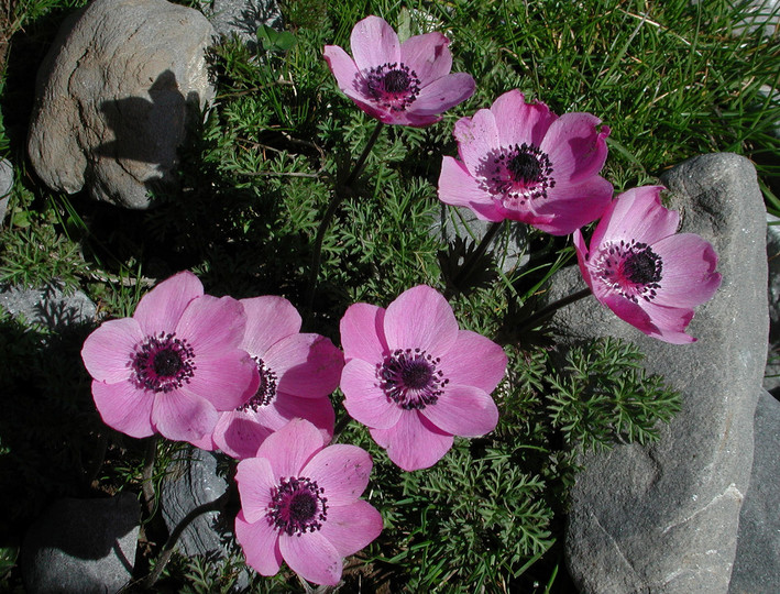 Anemone coronaria