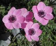 Anemone coronaria