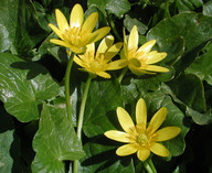 Ranunculus ficaria ssp. chrysocephala