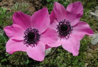 Anemone coronaria