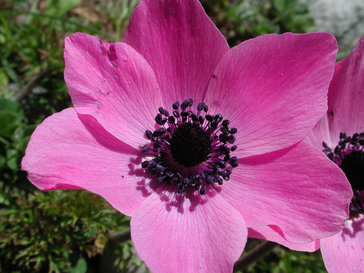 Anemone coronaria