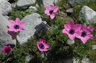 Anemone coronaria