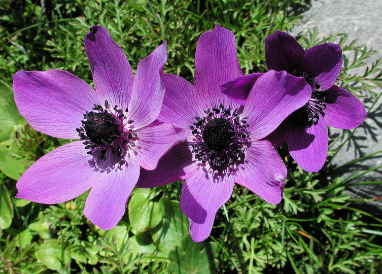 Anemone coronaria