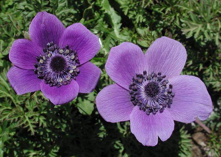 Anemone coronaria