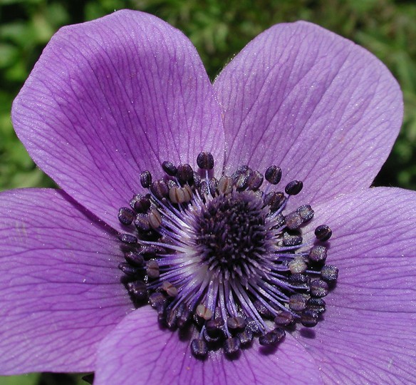 Anemone coronaria