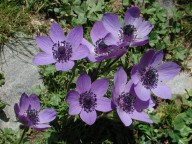 Anemone coronaria