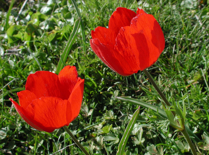 Ranunculus asiaticus