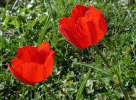 Ranunculus asiaticus