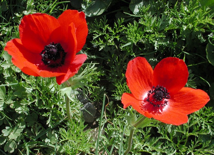 Anemone coronaria