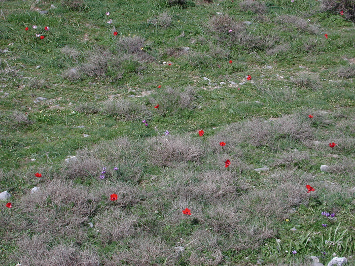 Anemone coronaria