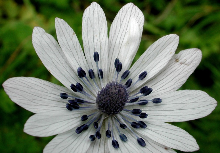 Anemone heldreichii