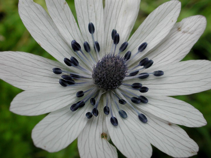 Anemone heldreichii