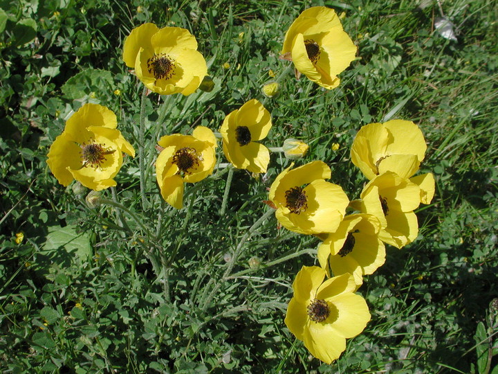 Ranunculus asiaticus