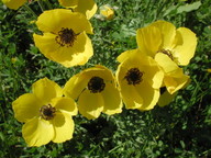 Ranunculus asiaticus