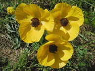 Ranunculus asiaticus