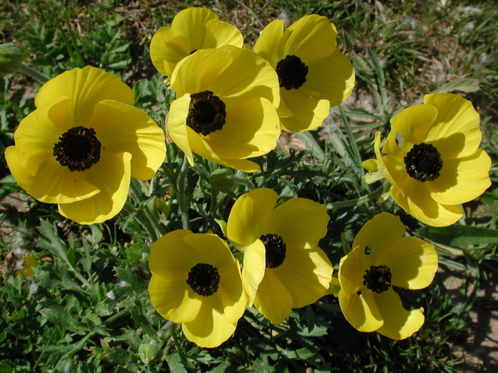 Ranunculus asiaticus