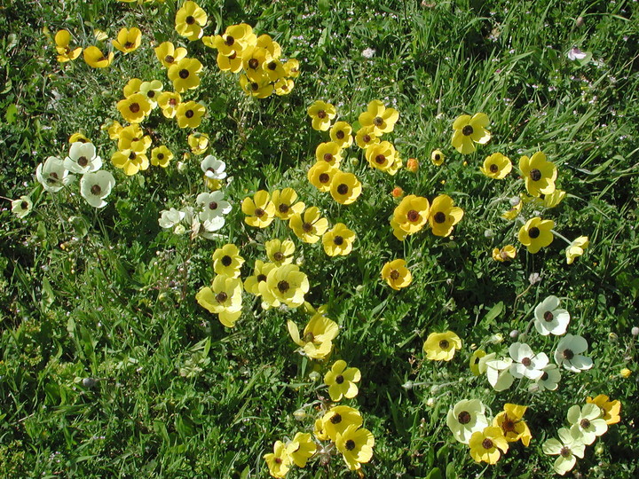 Ranunculus asiaticus