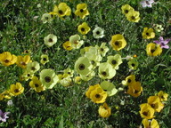 Ranunculus asiaticus