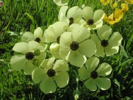 Ranunculus asiaticus