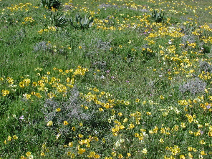 Ranunculus asiaticus