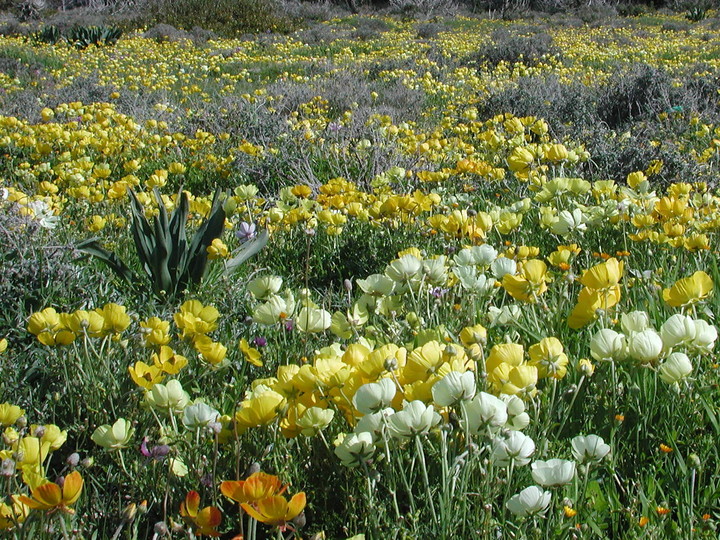 Ranunculus asiaticus