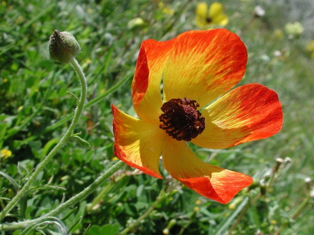 Ranunculus asiaticus