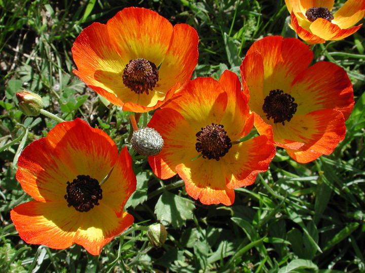 Ranunculus asiaticus