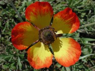 Ranunculus asiaticus