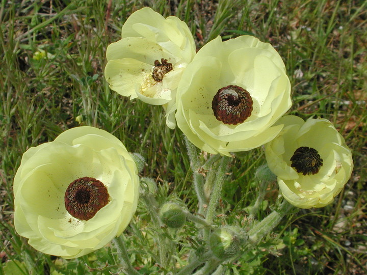 Ranunculus asiaticus