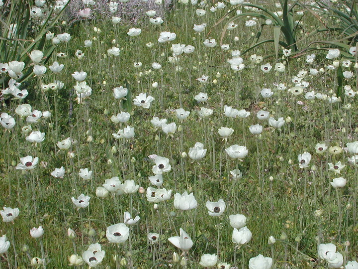 Ranunculus asiaticus