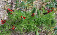 Adonis annua ssp. cupaniana