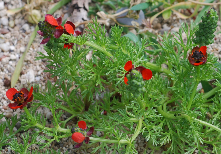 Adonis annua ssp. cupaniana