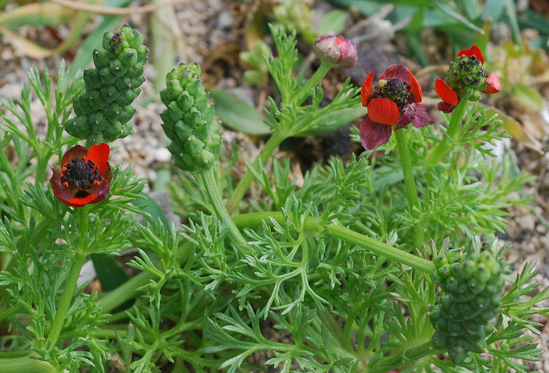 Adonis annua ssp. cupaniana