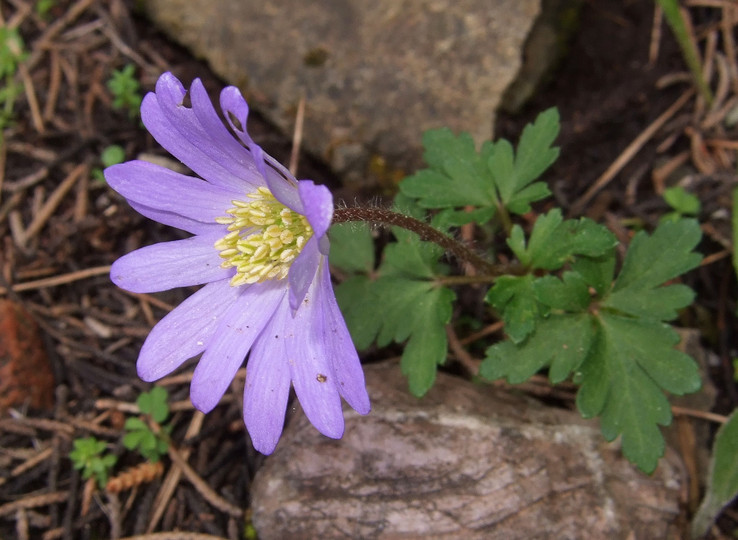 Anemone blanda