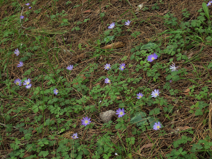 Anemone blanda