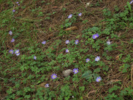 Anemone blanda