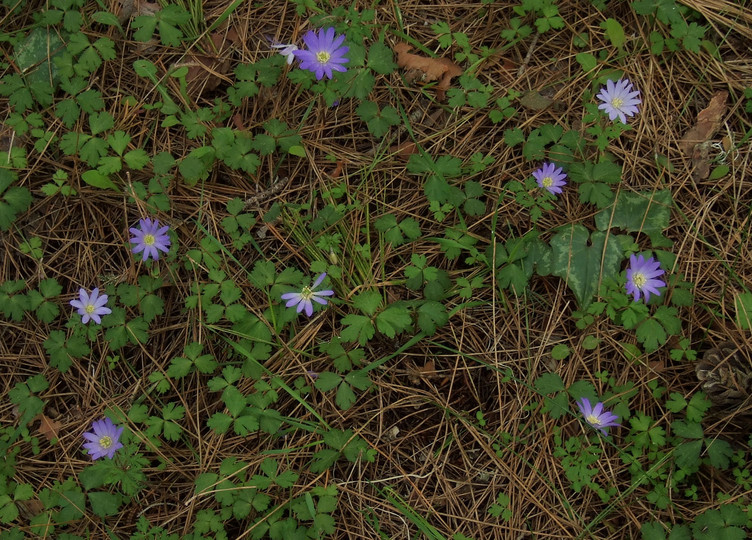 Anemone blanda