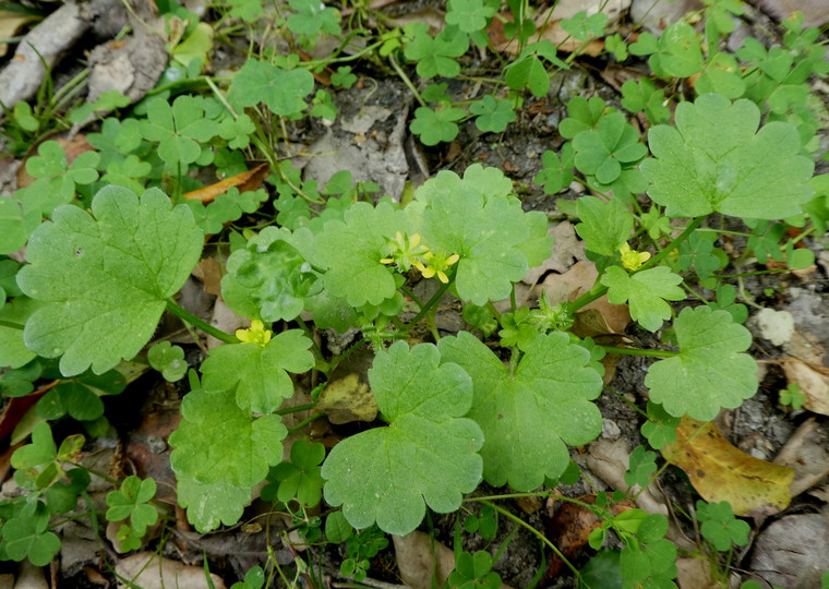 Ranunculus parviflorus