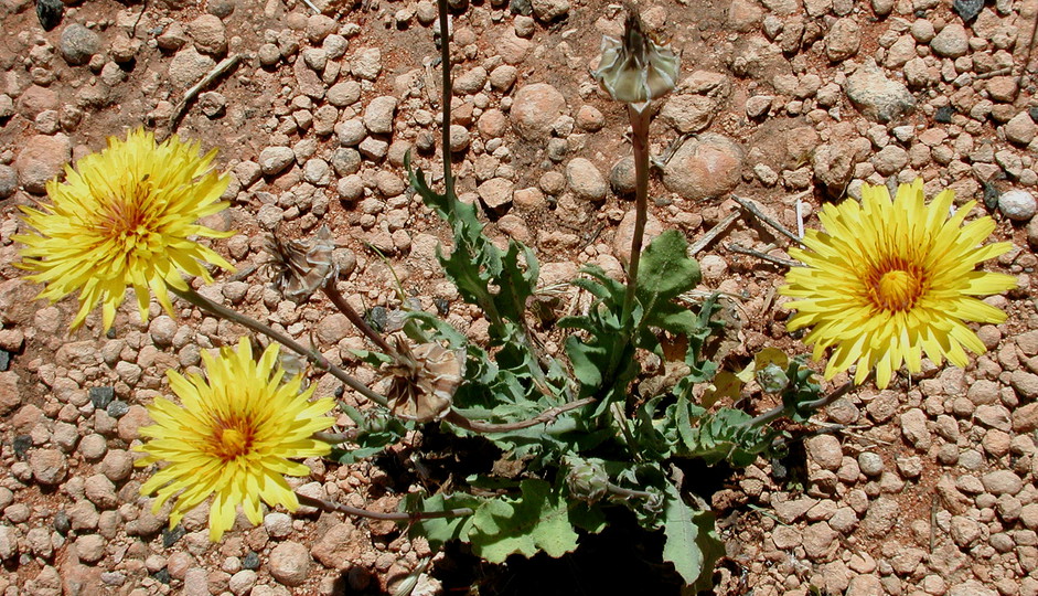 Reichardia tingitana