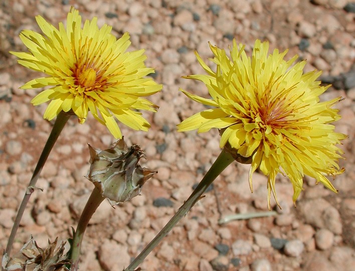 Reichardia tingitana