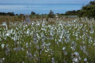 Eriophorum latifolium