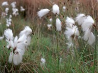 Eriophorum latifolium