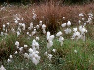 Eriophorum latifolium