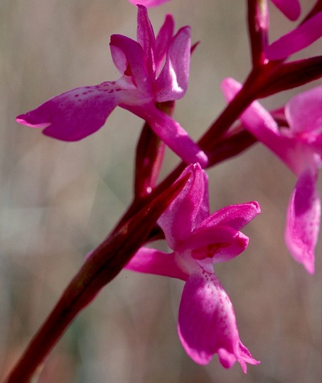 Orchis palustris